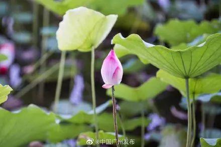 广州有荷花的地方,广州周边的荷花景点推荐