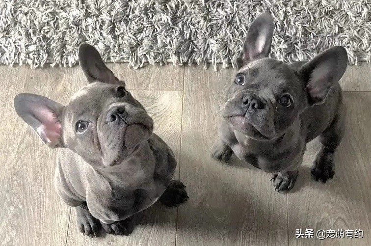 法国斗牛犬夏天该睡什么狗窝,法国斗牛犬夏天防中暑宝典