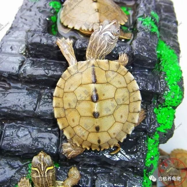 龟中二哈是什么龟,地图龟二哈行为