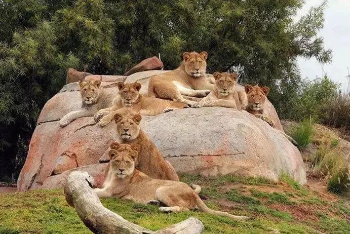 世界十大神奇动物,十大神奇动物园