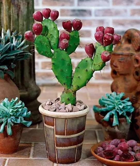 养花怎么养才能养根,养花先养根学一招就能撑爆盆