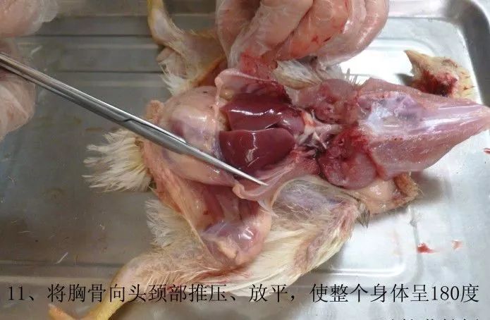 家禽常见疾病及检测方法书籍,家禽疾病如何检测