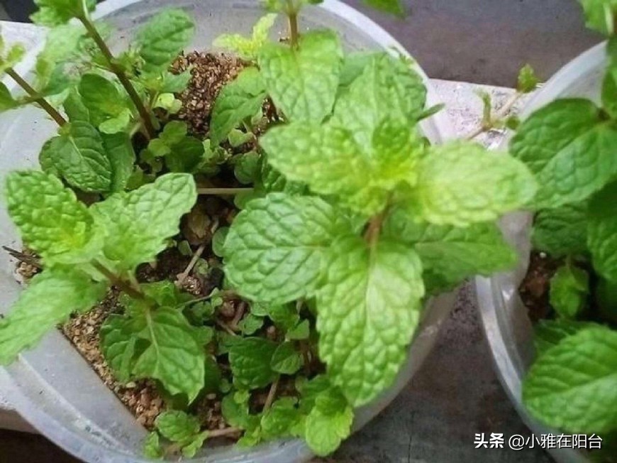 把薄荷养到枝叶繁茂爆盆,薄荷不要根能活吗