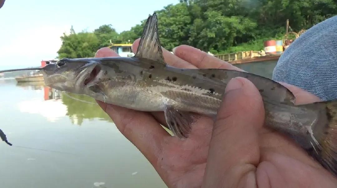 钓到牢底坐穿兽放生,钓鱼钓到鱼不要放生还会被罚吗