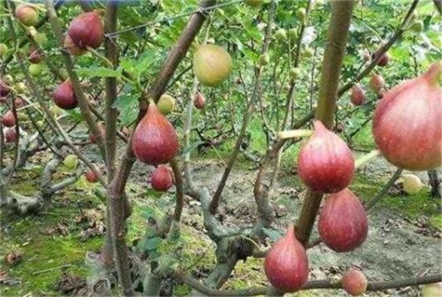 无花果种植技术和管理方法,无花果种植技术和管理