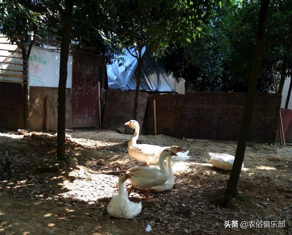 鸡蛋总是被鸡偷吃,鸡蛋老是被黄鼠狼偷怎么办