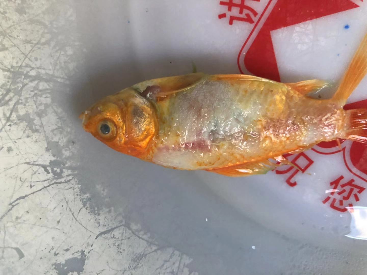 观赏鱼得水霉病用什么药最可靠,观赏鱼水霉病什么现象