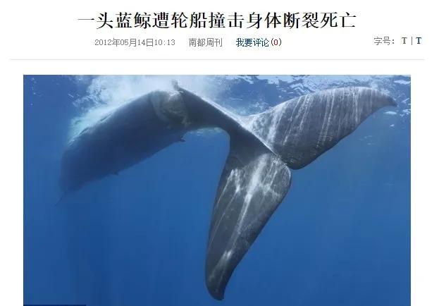 为什么要捕杀鲸鱼?日本人:不是为了吃,这是传统文化