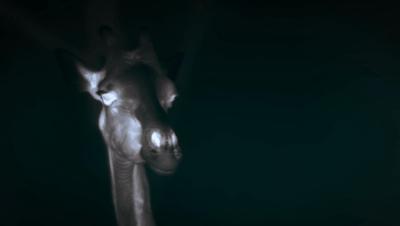 豆瓣netflix电影,bbc地球奇观纪录片