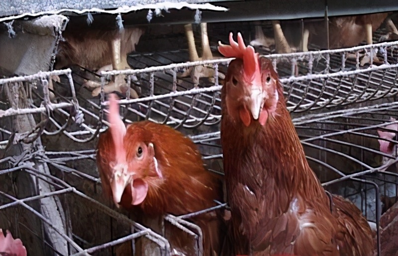 鸡缺钙吃什么补钙,蛋鸡生病防治方法