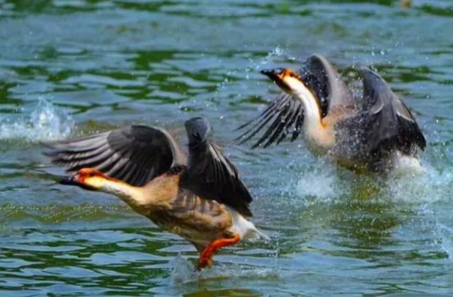 美洲雁养殖方法和注意事项,幼雁怎么养