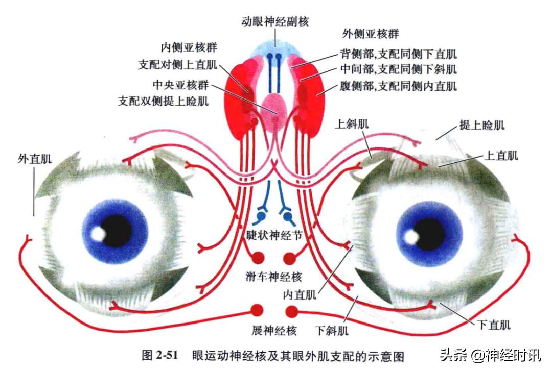 脑干解剖,脑干神经解剖