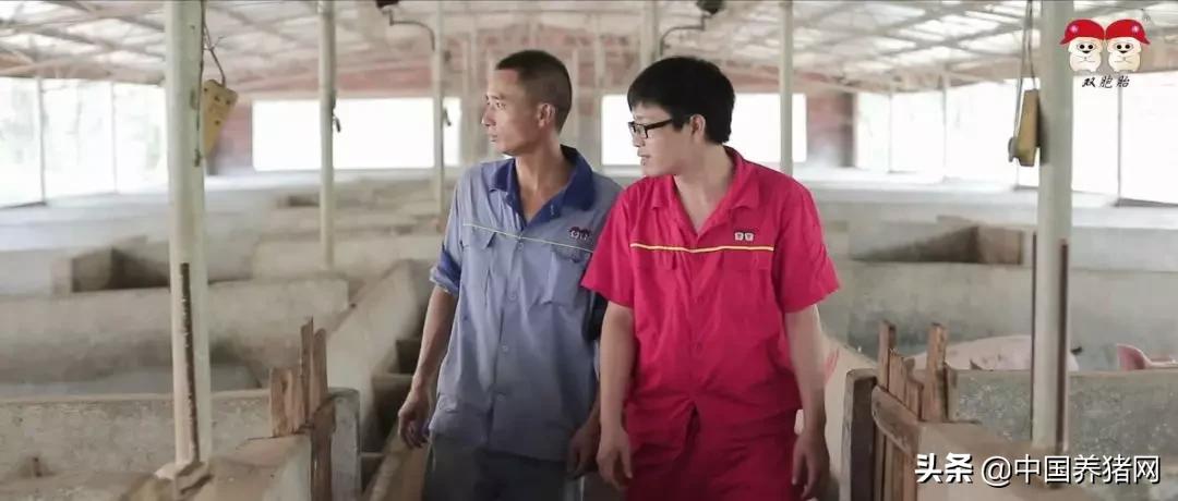 养猪致富创业加盟,湖南双胞胎养猪加盟联系方式