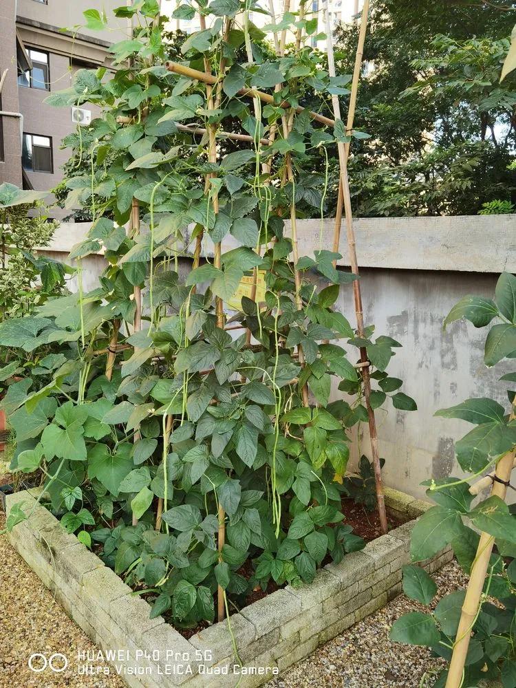 第七届园丁奖,第六届园丁奖奖励