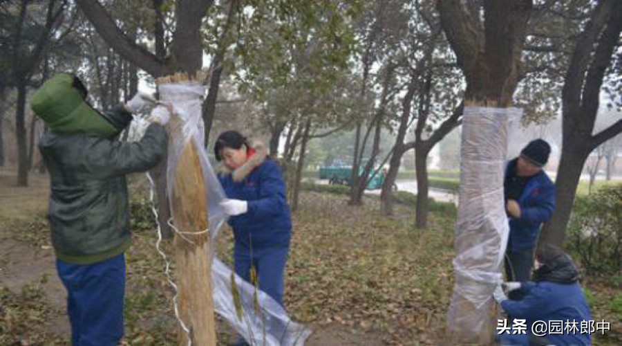 香樟树叶子发黄用什么药,香樟叶子失绿变黄