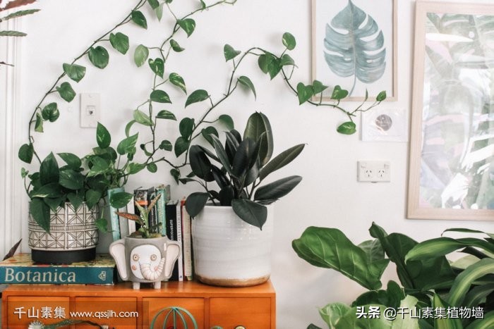 净化空气无水无土室内植物,哪种植物适合放在室内净化空气
