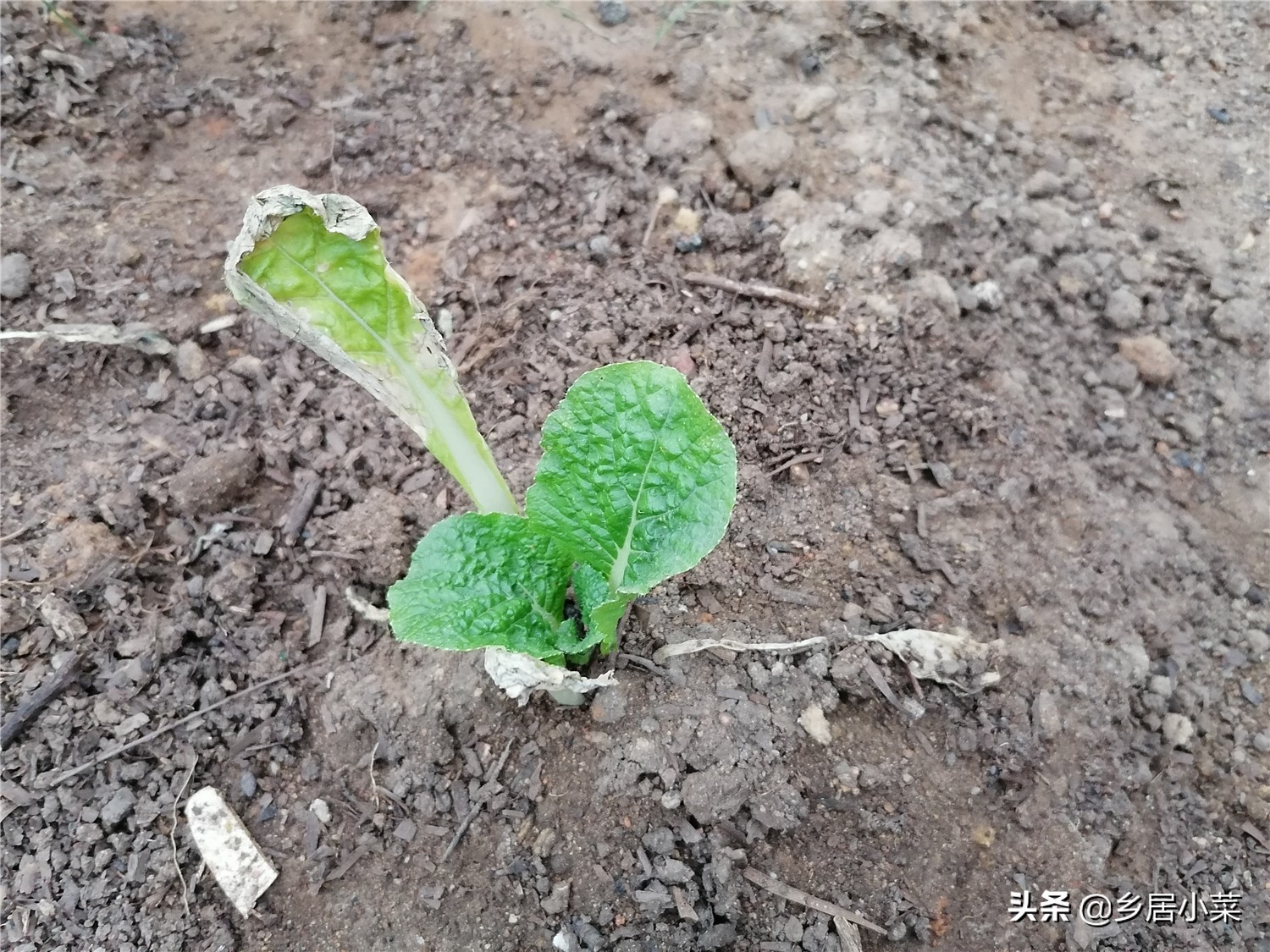 移栽的娃娃菜蔫了,菜苗移栽发黄是怎么回事