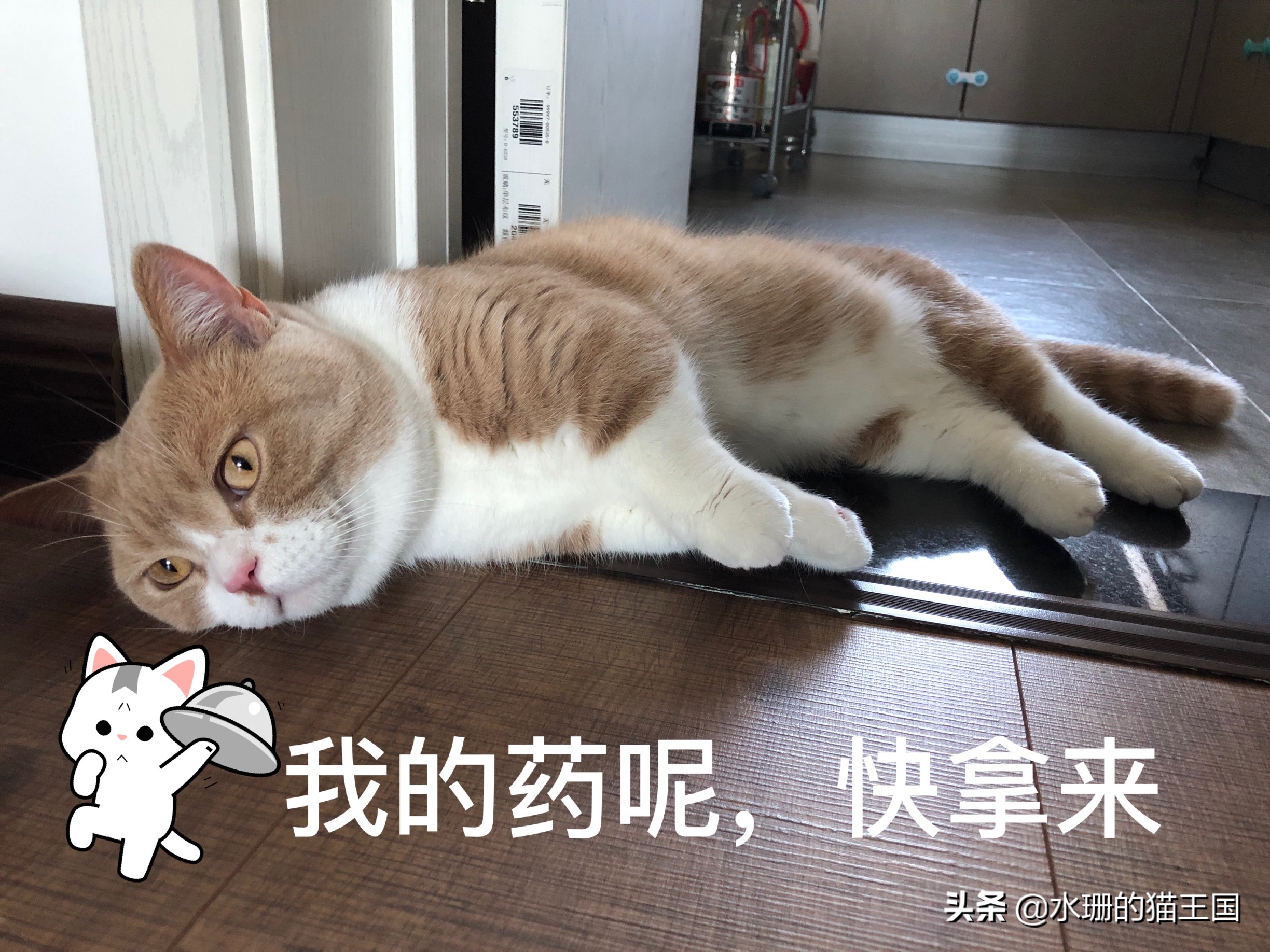 猫咪吃药口吐白沫,还难吃的哭了,到底怎么给猫喂药?正解在此
