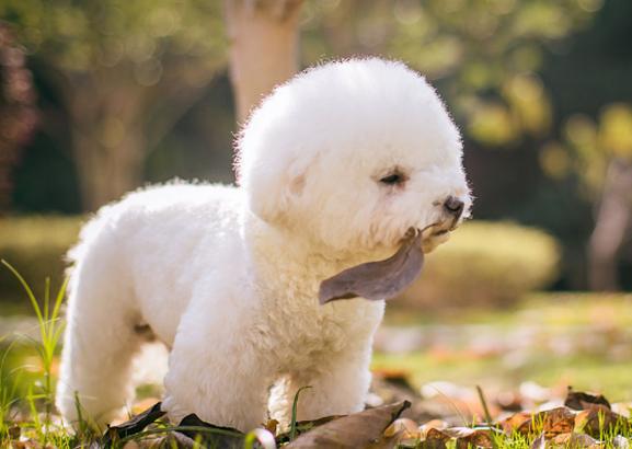 比熊犬毛发变差打结怎么回事,比熊犬沐浴后毛发打结怎么办