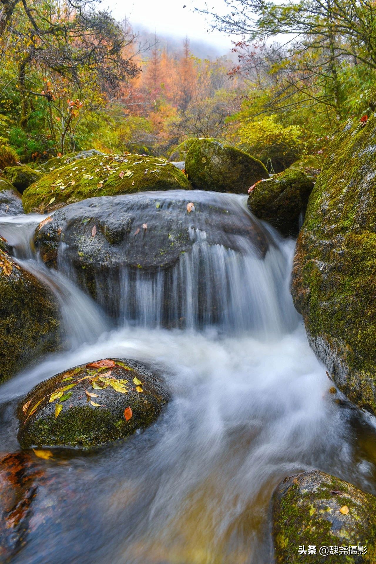 留坝秦岭之夜,留坝秦岭森林公园