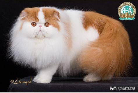 养猫新手买猫注意什么,新手养猫和买猫的注意事项