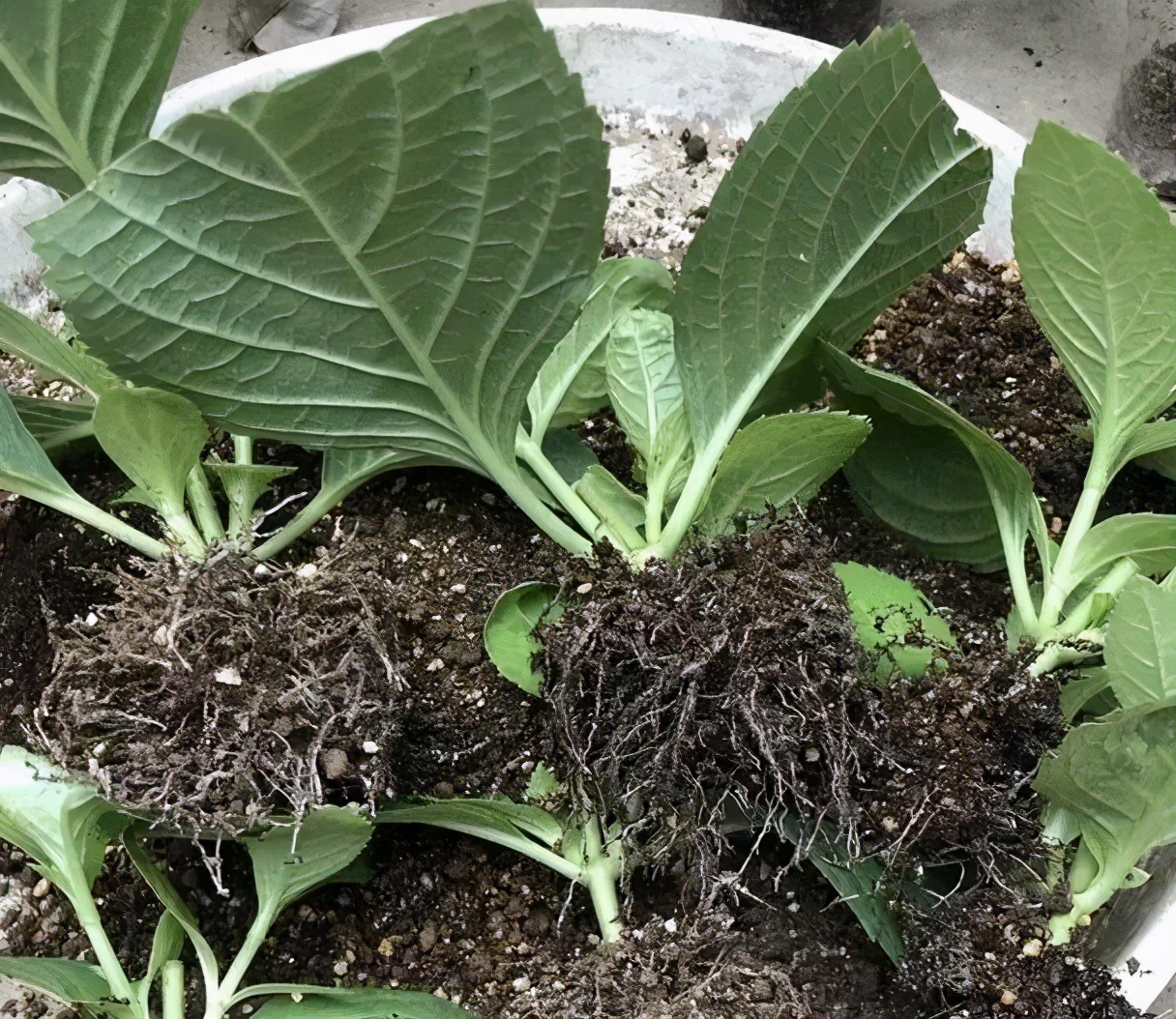 扦插花的快速生根法,哪些花卉可以用扦插的方法插活