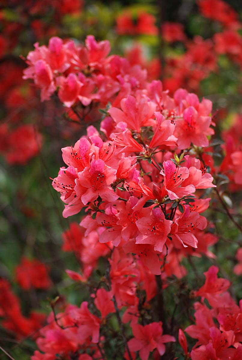 鎴峰涓嶈兘瑙︾鐨勬瘨鑺辨湁鍝簺,鍝簺姣掕姳涓嶈兘瑙︾