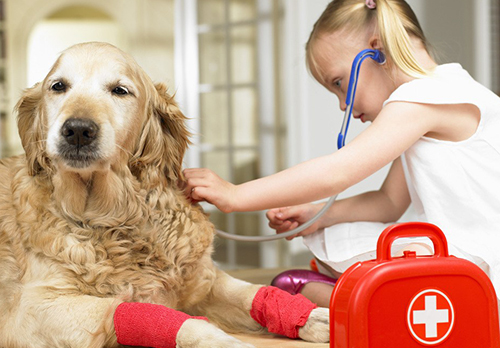养狗家庭常备药品，你备齐了吗？