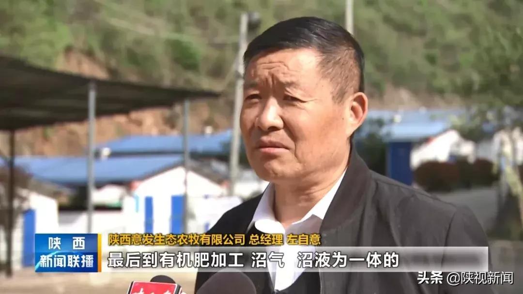 商洛山阳县这帮人对牛粪做了啥?竟比纯养牛多挣了10倍!