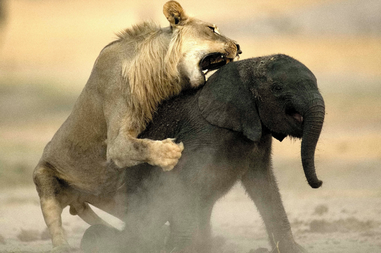 鬣狗猎杀小象,鬣狗攻击小象全过程
