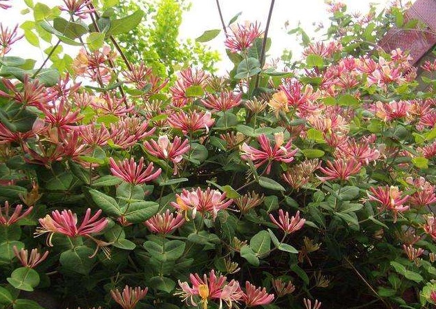 跟桂花一样香的木本花卉,比桂花还香的花一年开花200多天