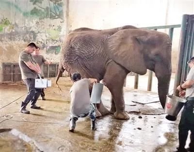 救助濒临死亡的大象,大象濒临死亡人工紧急救助