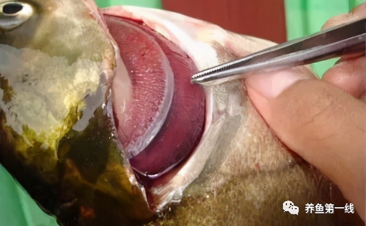 水产鱼鳃虫怎么治疗最好,鱼鳃霉病图片