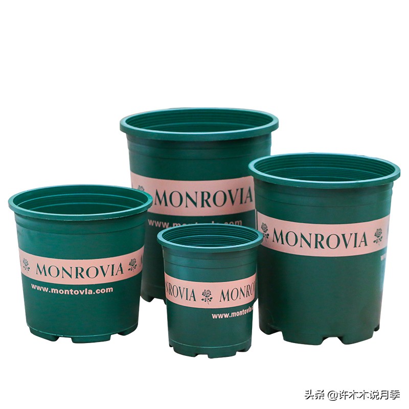 月季扦插发芽又枯萎是什么原因,月季扦插成活后移植的正确方法