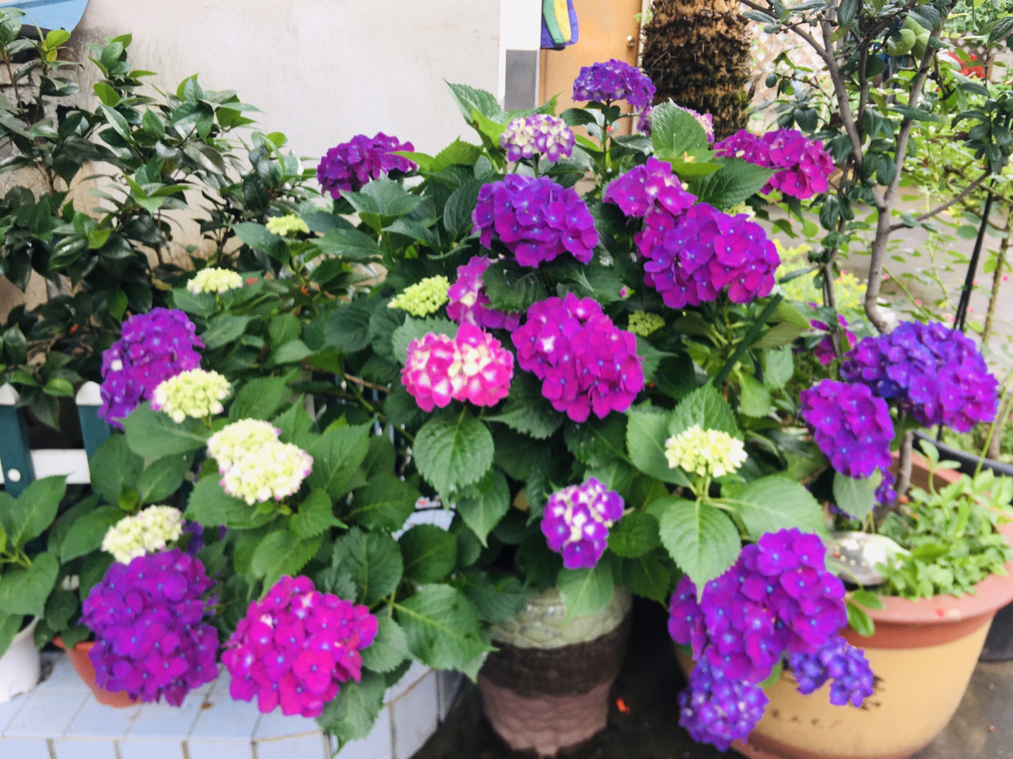 绣球爱闷根是什么原因,绣球花喜欢水