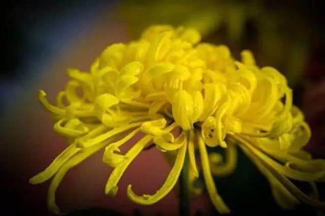 中国花协推荐牡丹为国花评述,中国花卉协会牡丹国花