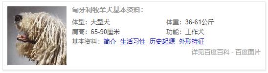 狗狗品种大全及介绍,狗狗品种大全带你走进狗狗的世界