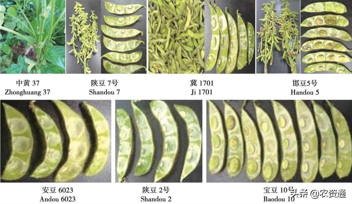大豆后期六招促早熟及注意事项,大豆高产的十大绝招