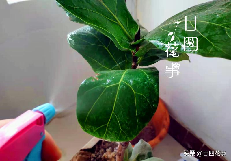 最不怕浇水的5种花,黄叶最好养的4种花