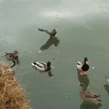 搞笑动图gif表情包可爱,搞笑动图gif图片合集