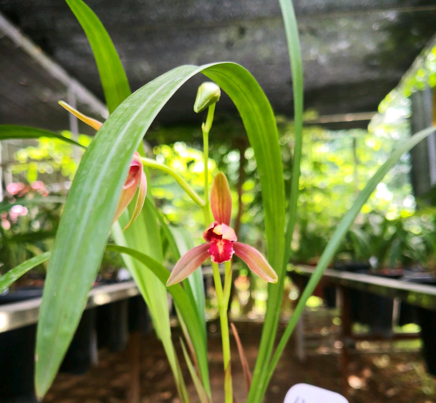 兰花的老芦头还能长出新叶吗,兰花老苗中间叶发黄