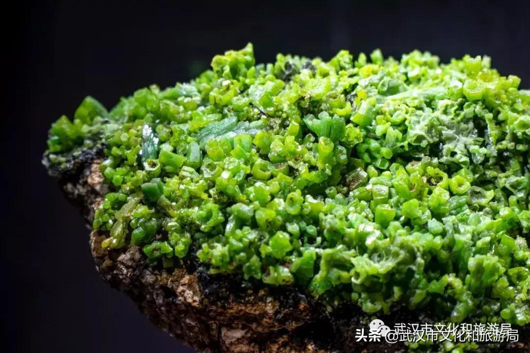 武汉奇特博物馆,武汉奇妙博物馆