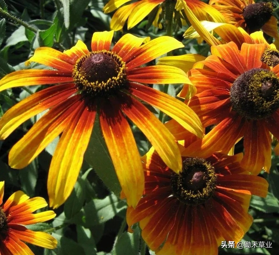 不低头始终向阳-黑心菊