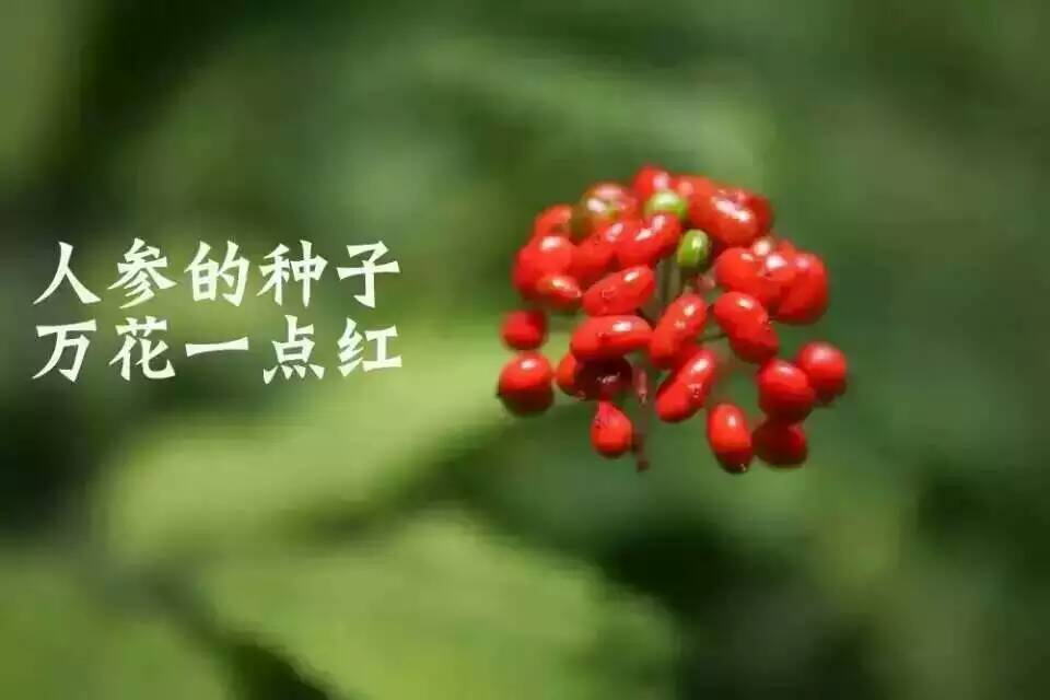 山参文化,野山参非遗