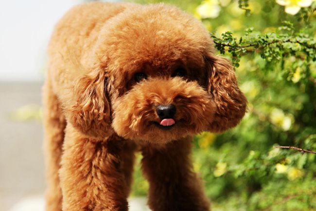 贵宾犬喜欢睡在主人怀里,贵宾犬为什么不能一起睡觉