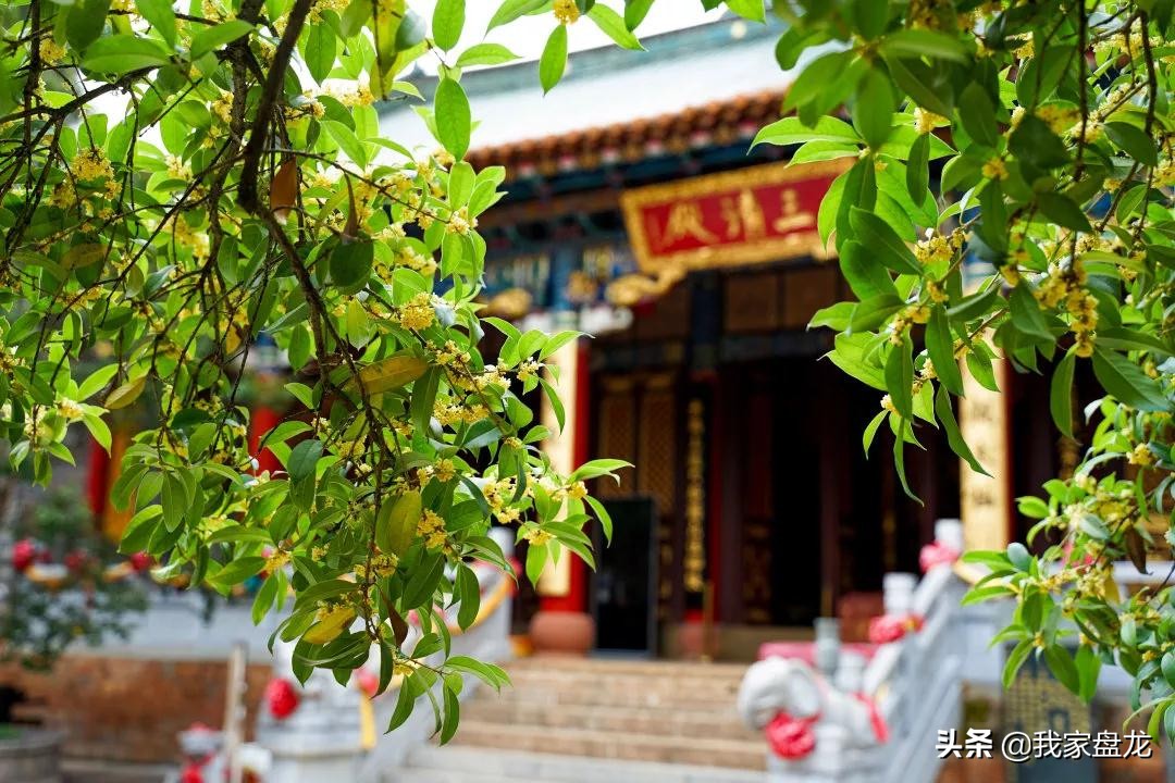 在盘龙的桂花香里，亲吻这个秋天|黑龙潭公园美图大赏