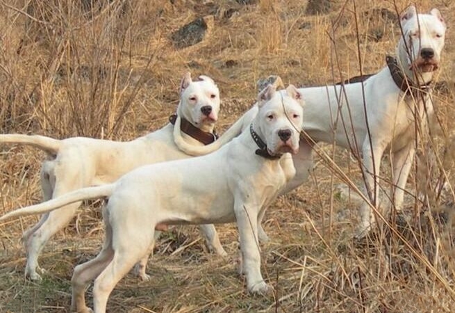 家里有熊孩子能养什么猛犬,家里面养几十条猛犬是什么体验