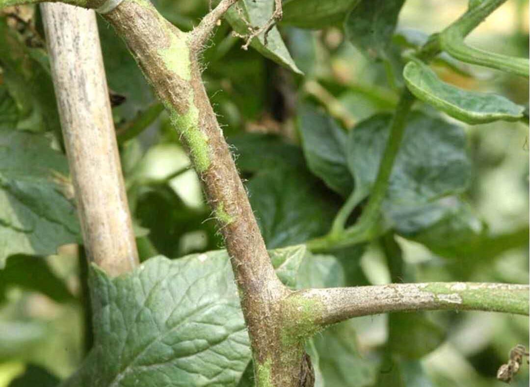 番茄茎部发黑防治的最佳方法,番茄主干发黑叶片黑点是什么病