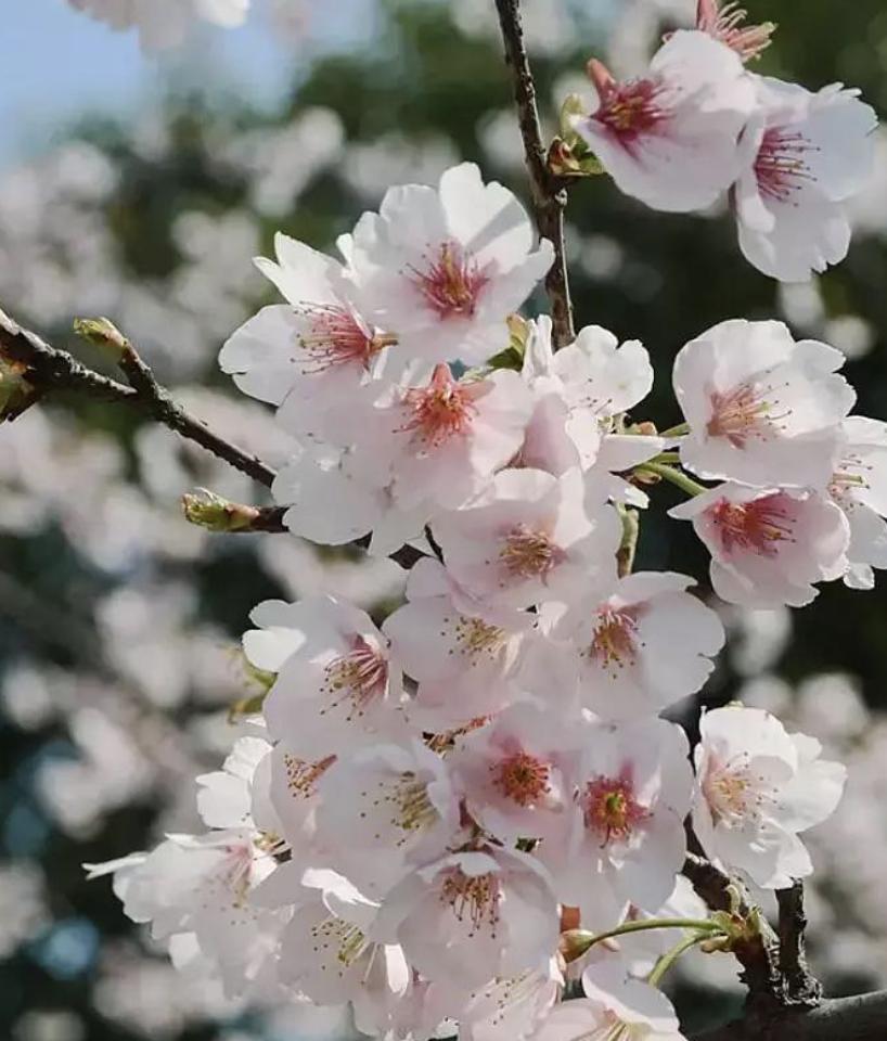 又到了一年一度赏樱花的季节,又是一年樱花开快来沉浸式赏樱