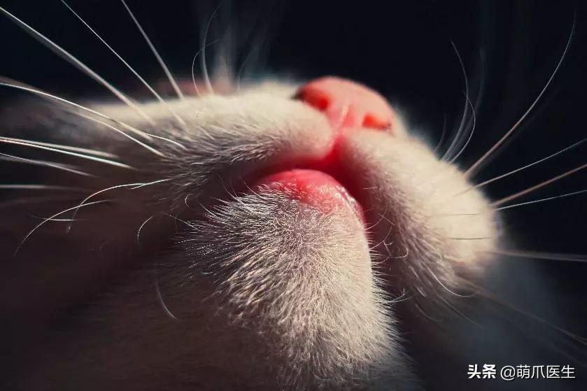 猫咪下巴长了黑头？千万别去抠，那是猫咪患上了毛囊炎的症状